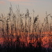 Grasses and Sunrise by selkie