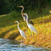 Egrets and Blue Herons! by rickster549