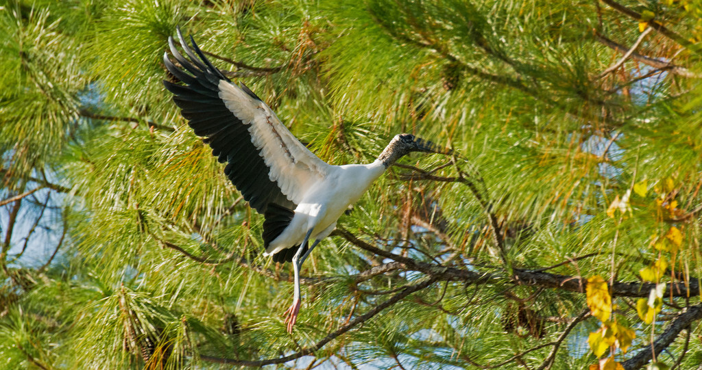Woodstork About to Land! by rickster549