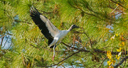28th Nov 2017 - Woodstork About to Land!