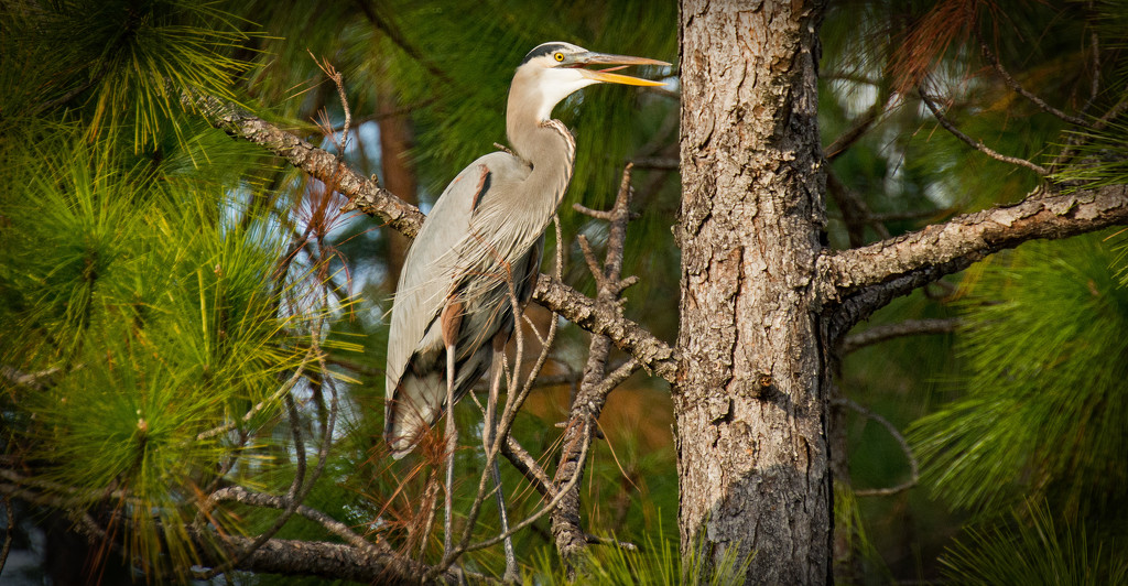 Blue Heron Waiting in the Tree! by rickster549