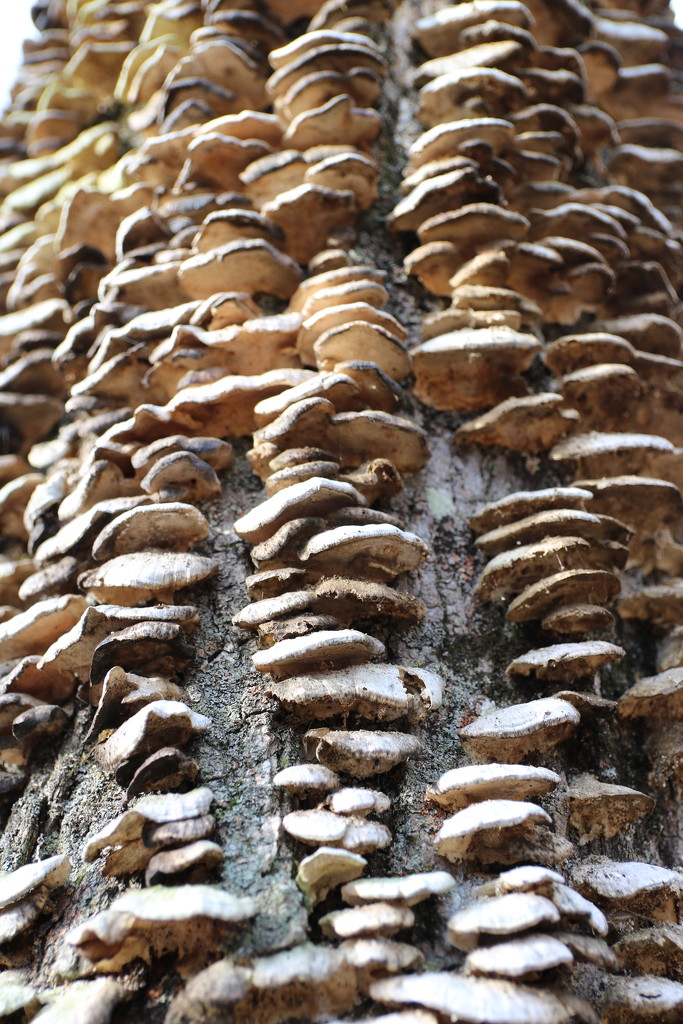 stump by edorreandresen