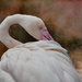 Flamingo with a new background. by ludwigsdiana