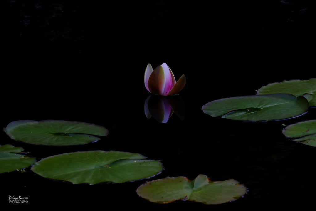 A lone water lily bud by dkbarnett