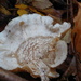  Wavy fungi by 365anne