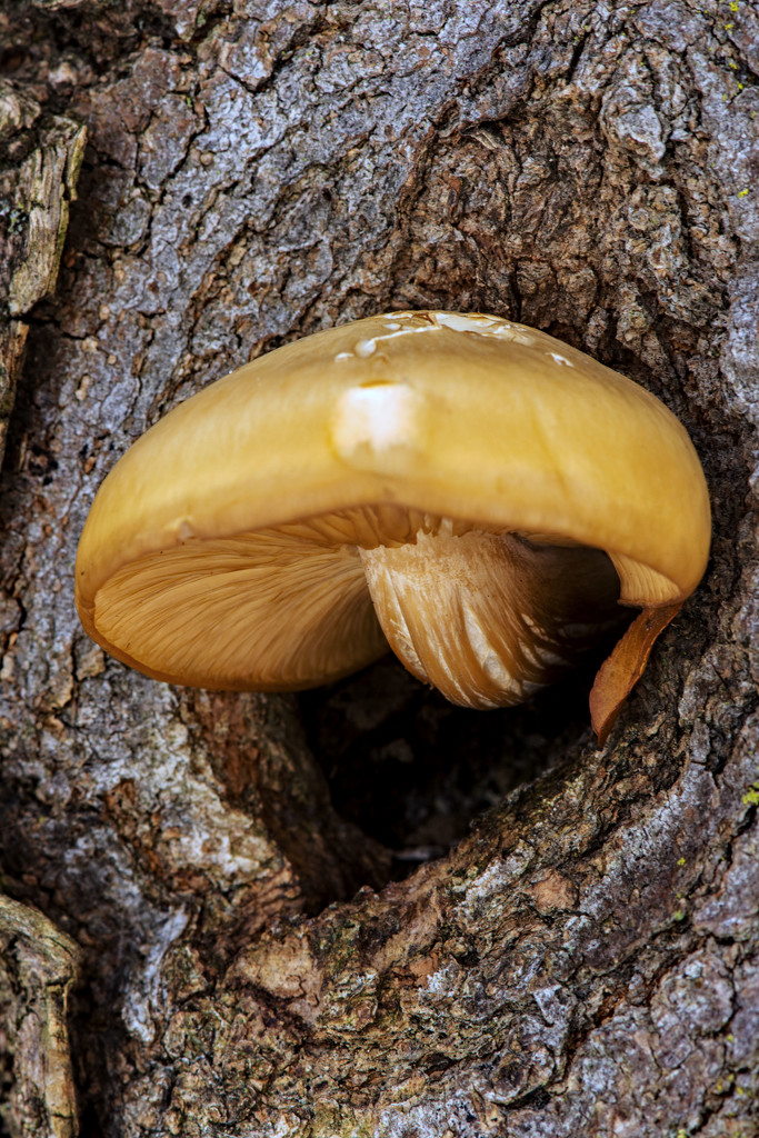 Macro Mushroom by farmreporter
