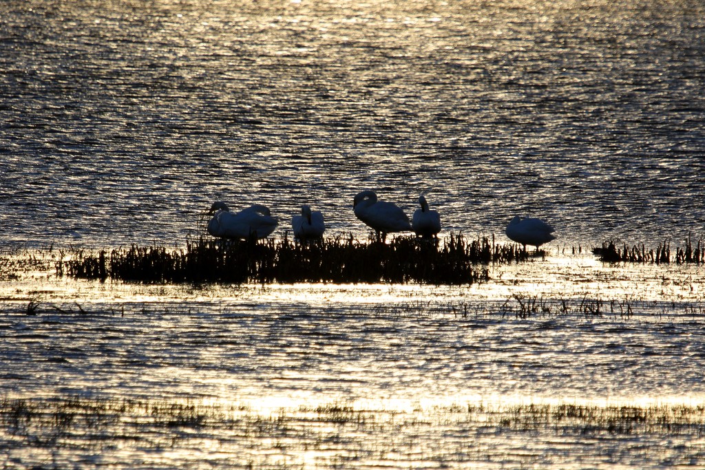 Swans at Spiggie by lifeat60degrees