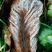 Frosty leaf by jmdspeedy