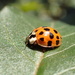 Sunny, with a chance of Ladybugs by cjwhite