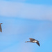 Three geese flying in the clouds by rminer