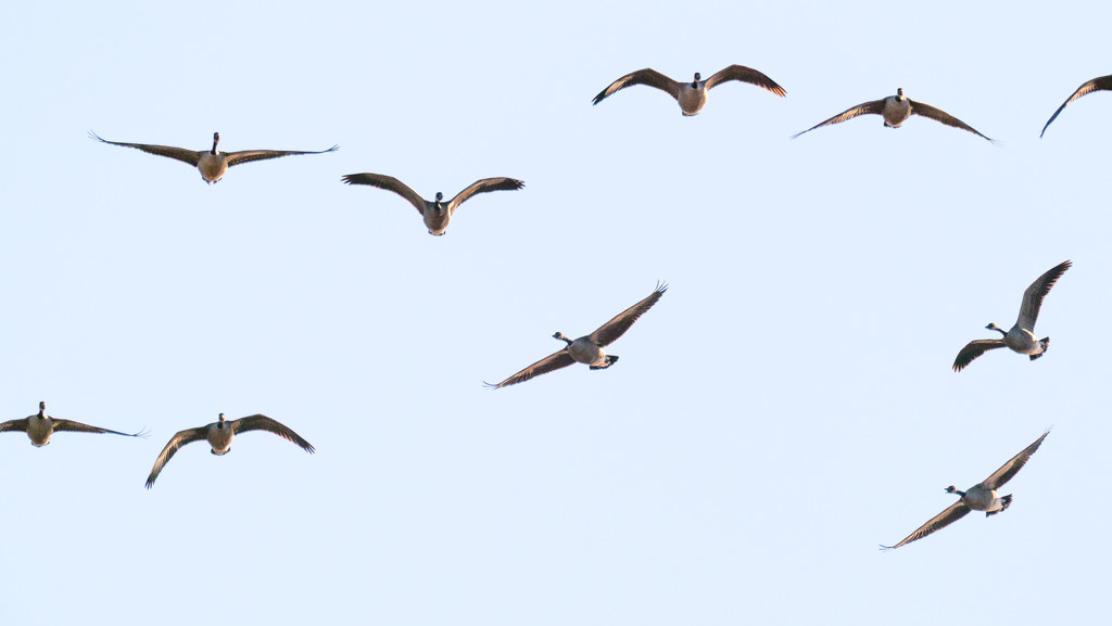 Geese in flight toward you by rminer