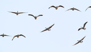 29th Nov 2017 - Geese in flight toward you