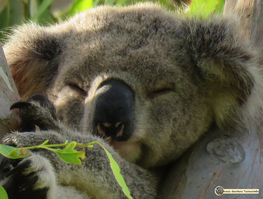 deep slumber by koalagardens