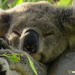 deep slumber by koalagardens