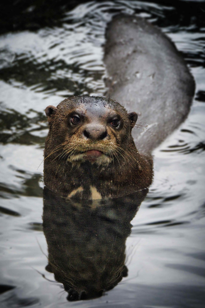 Otter. by gamelee
