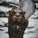 Otter. by gamelee