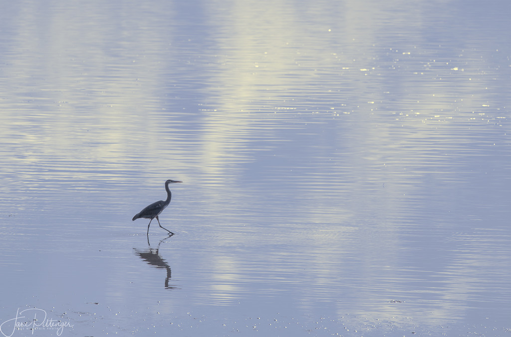 Heron On A Stroll by jgpittenger