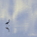 Heron On A Stroll by jgpittenger