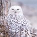 Snowy Owl by dridsdale