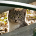 Feral Kitty, Keeping an Eye on Me! by rickster549