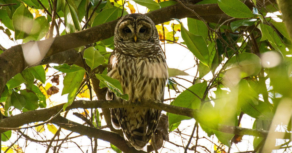 Barred Owl Wide Awake! by rickster549