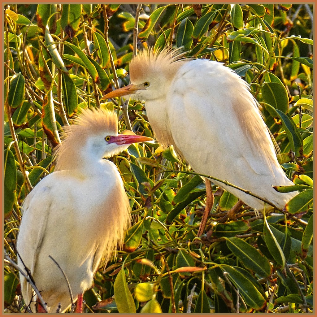 Maybe male and female Cattle Egret? by ludwigsdiana