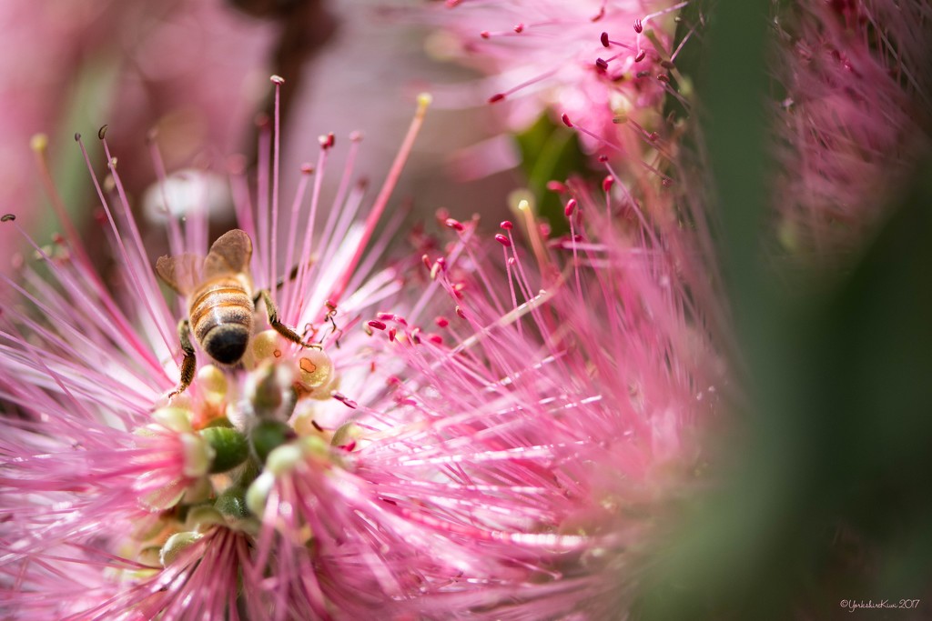 Bee on a pink Bottle Brush by yorkshirekiwi