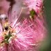 Bee on a pink Bottle Brush by yorkshirekiwi