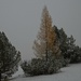 Same larch, different weather by caterina