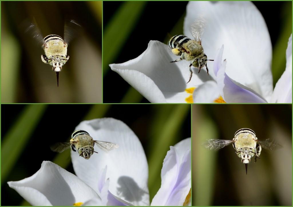 Decisions, Decisions _DSC6648 Blue Banded Bee Collage by merrelyn