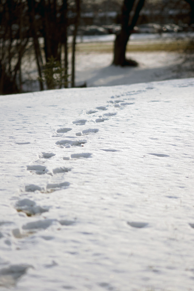 Footprints in the Snow by farmreporter