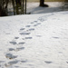 Footprints in the Snow by farmreporter