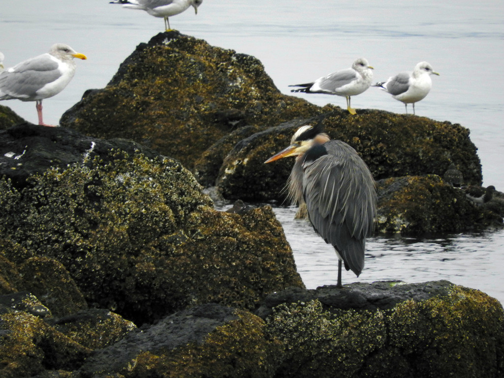 Blue Heron and Others by seattlite