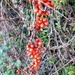 Berry garlands by julienne1