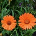 Two Orange Gerberas ~ by happysnaps