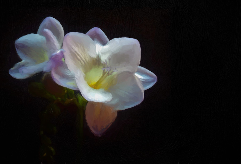 Freesia by suzanne234