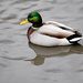 Mallard Duck! by fayefaye
