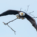 Eagle playing fetch by dridsdale