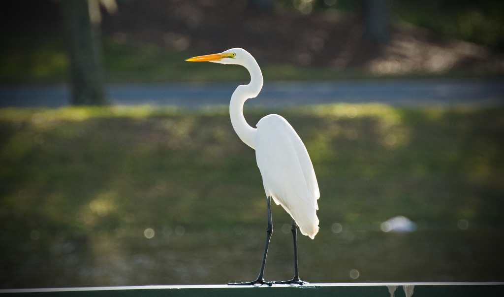 Egret Looking Over the Lake! by rickster549