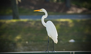 30th Nov 2017 - Egret Looking Over the Lake!