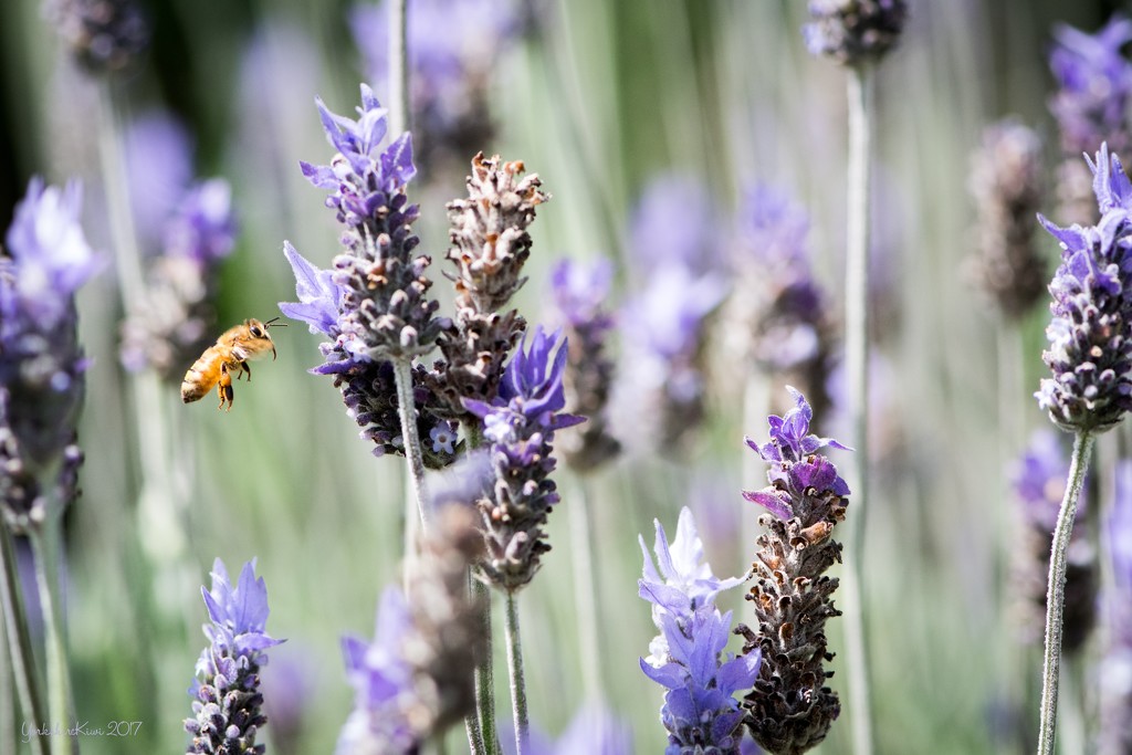 Flight of the Honey Bee by yorkshirekiwi