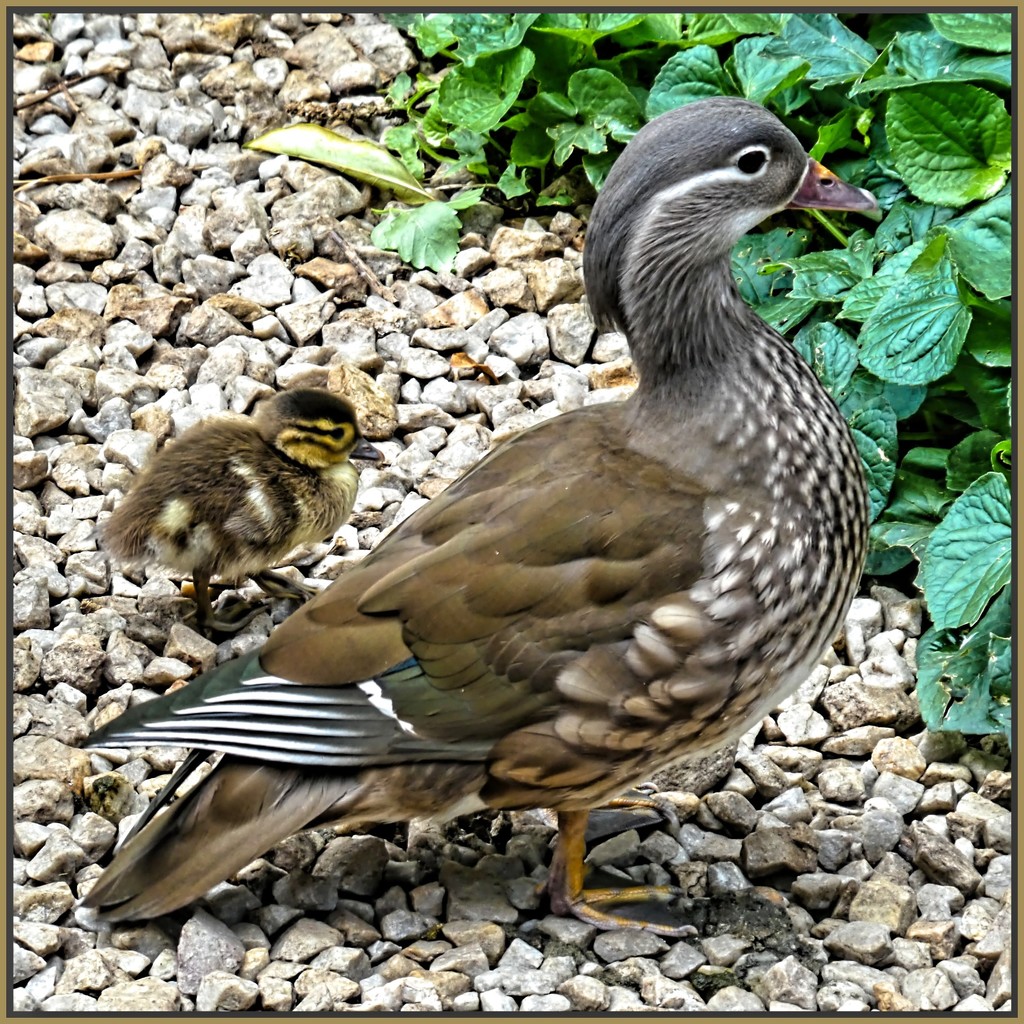 Female Mandarin Duck and her chick. by ludwigsdiana