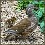 1st Dec 2017 - Female Mandarin Duck and her chick.