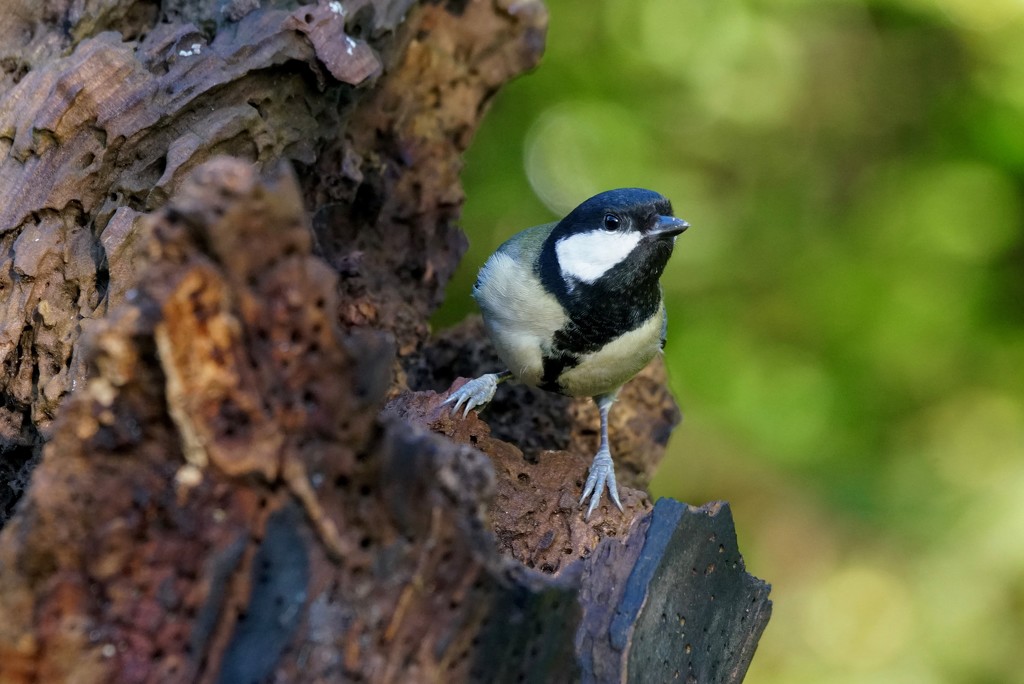 CURIOUS GREAT TIT by markp