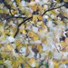 Autumn leaves by laroque