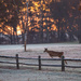 Deer + Sunrise = Beautiful Day by dridsdale