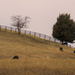 Llamas on the Hillside by 365karly1