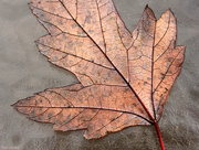 8th Nov 2017 - Maple leaf