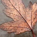 Maple leaf by rhoing