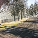 Tree Lined Road in the Fog by cindymc